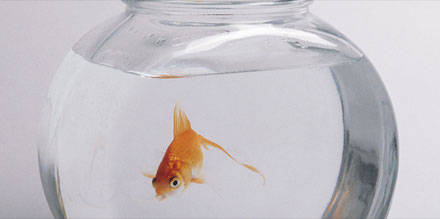 Poissonrouge